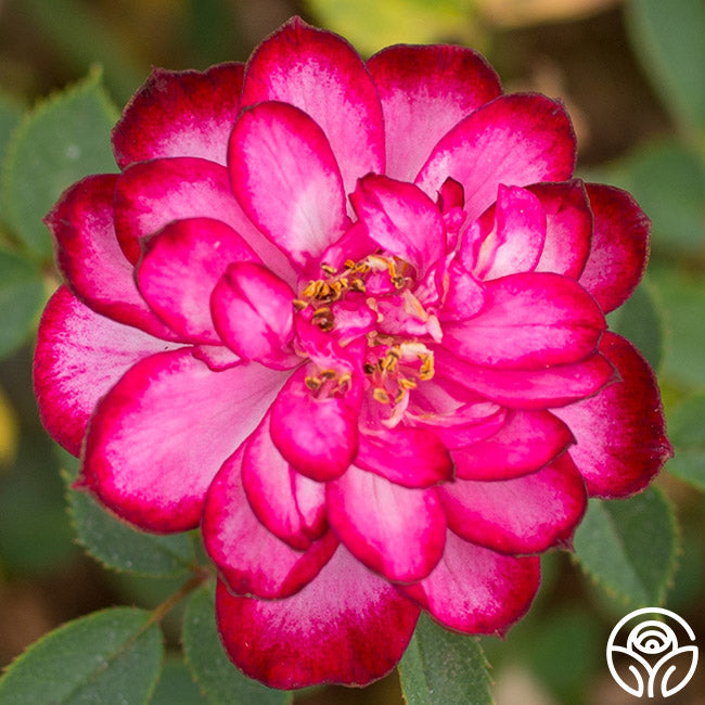 Circus Clown – Heirloom Roses