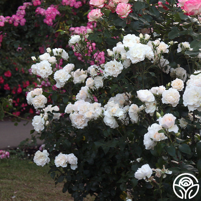 Heirloom Roses Cloud 10 - Thumbnail 3