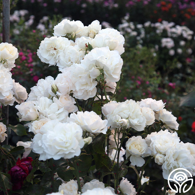 Heirloom Roses Cloud 10 - Thumbnail 2