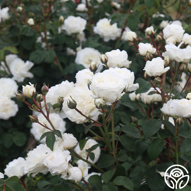 Heirloom Roses Cloud 10 - Thumbnail 5