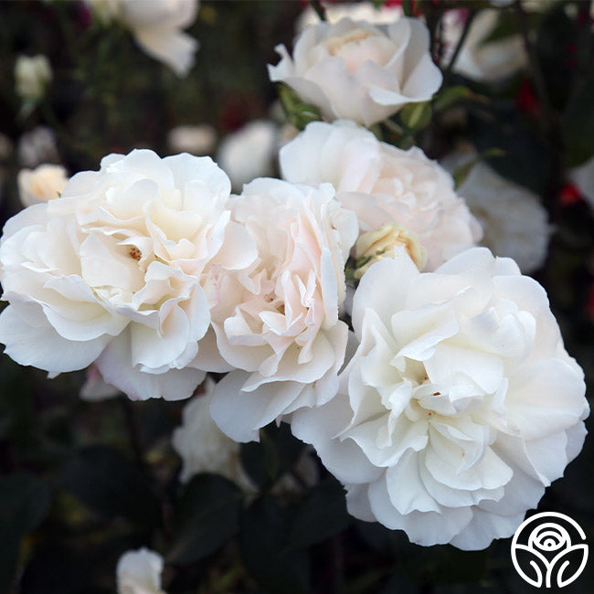 Heirloom Roses Cloud 10 - Thumbnail 4