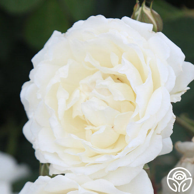 Heirloom Roses Cloud 10