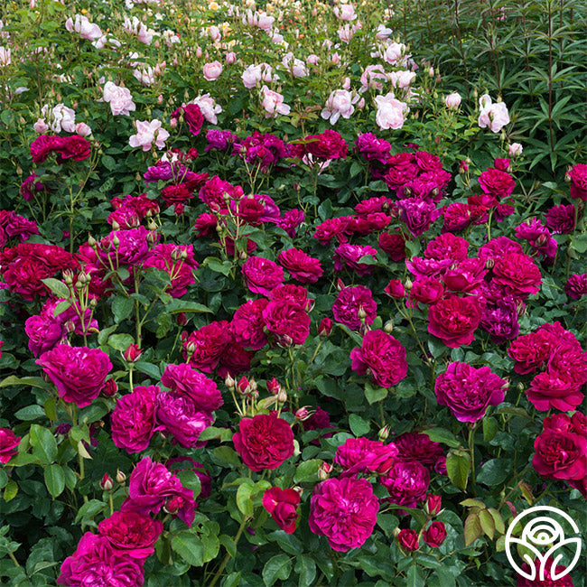 In Stock Roses – Page 8 – Heirloom
