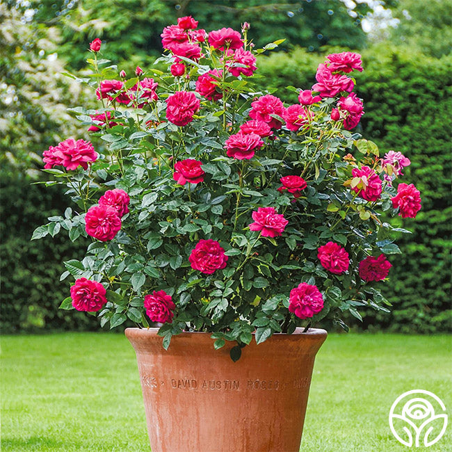 In Stock Roses – Page 8 – Heirloom