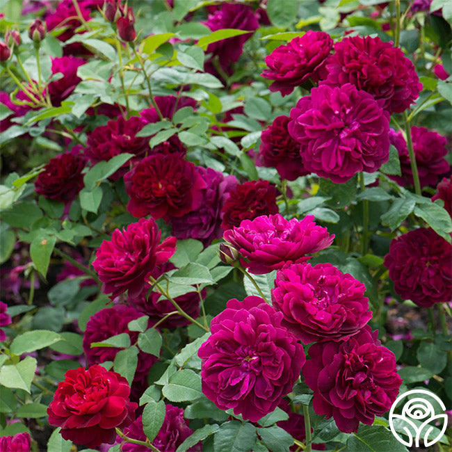 In Stock Roses – Page 8 – Heirloom