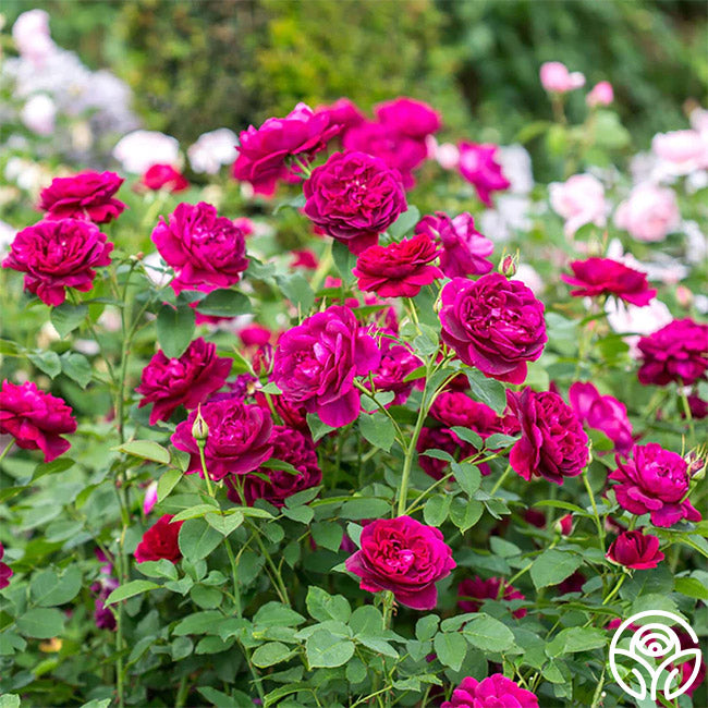 In Stock Roses – Page 8 – Heirloom