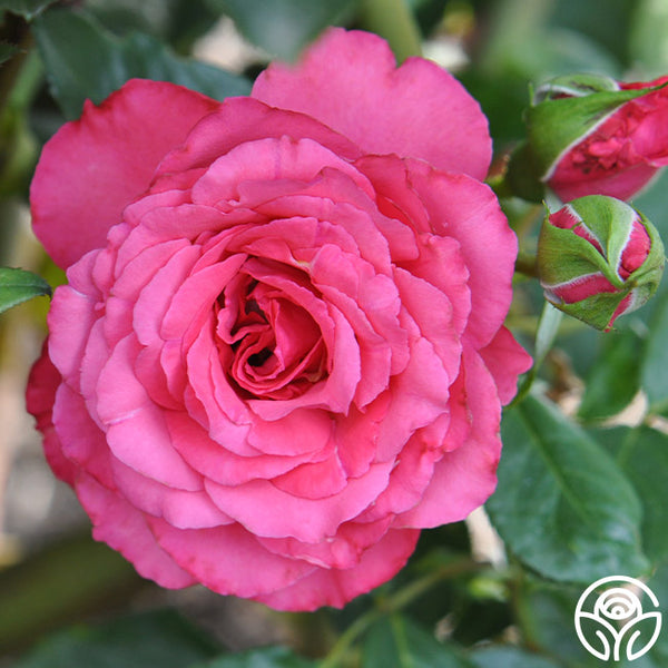 rose rose✨ Frutetto Roses – EbloomsDirect
