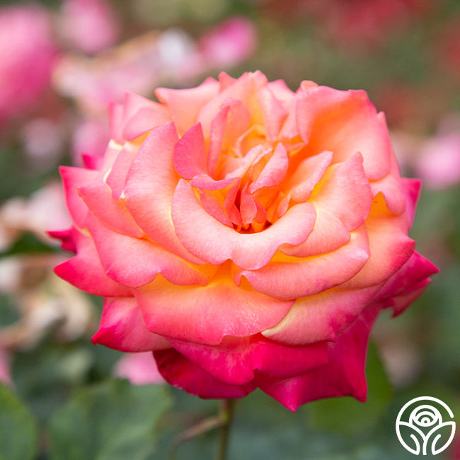 Dream Ruffle Rose Dream Come True Rose - Grandiflora - Lightly Fragrant – Heirloom Roses