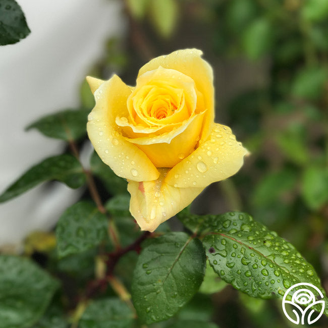 First Impression Rose - Floribunda - Lightly Fragrant