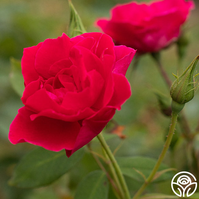 Griff's Red Hardy Rose | Fragrant Rose Plant – Heirloom