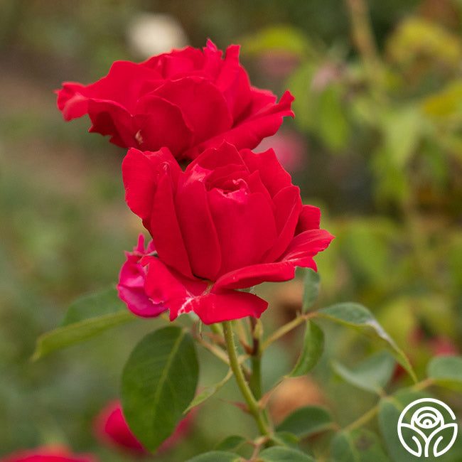 Griff's Red Rose - Hardy - Exceptionally Fragrant – Heirloom Roses