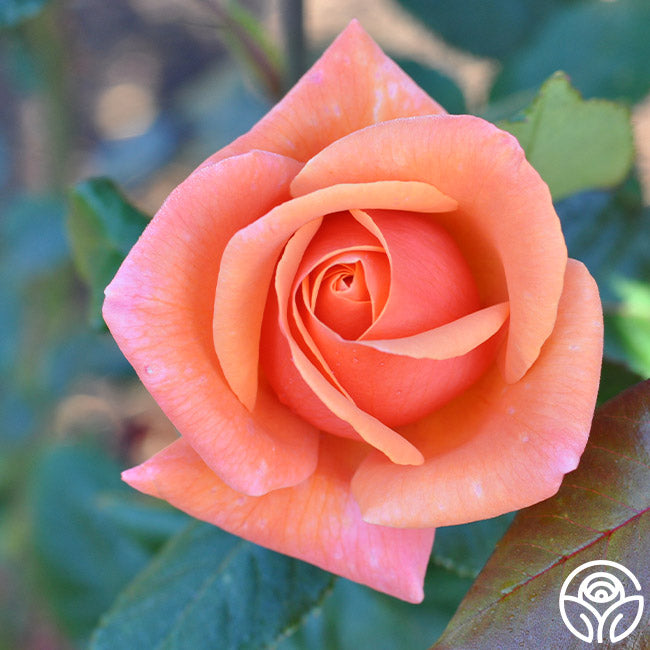 High Sheriff Hybrid Tea Rose | Orange Rose Plant – Heirloom Roses