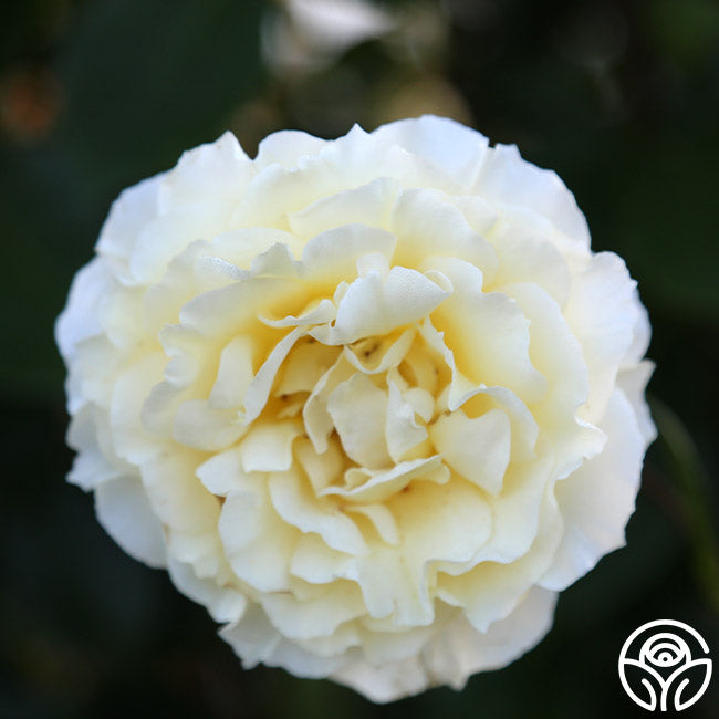 Irish Hope Rose - English Legend - Very Fragrant – Heirloom Roses
