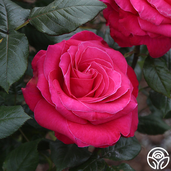 rose　写真のMとVとT Yves Le Métropole Japanese Florist Shrub Rose – Highgarden Roses