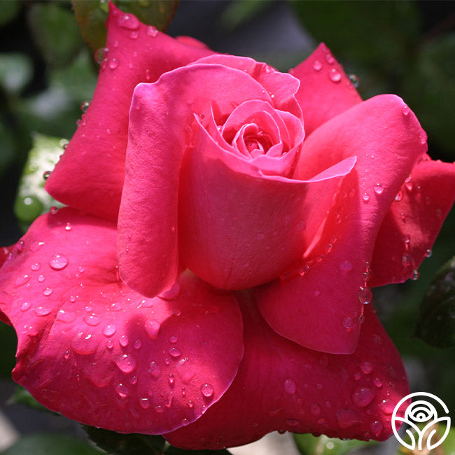 Lady Mitchell Hybrid Tea Rose | Fragrant Rose Plant – Heirloom Roses