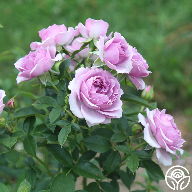 plant roses with lavender Veranda® Lavender
