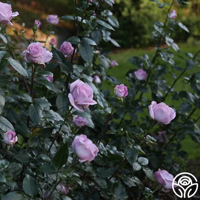 Le Petit Prince – Heirloom Roses