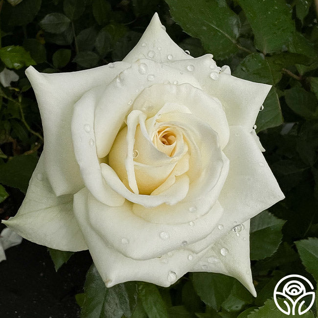 Nona | White Floribunda Rose Bush – Heirloom Roses