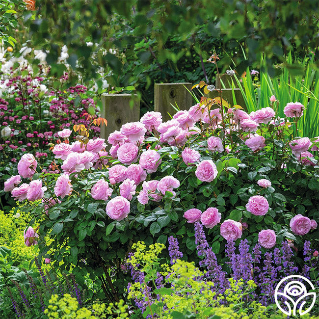 Olivia Rose Austin – Heirloom Roses