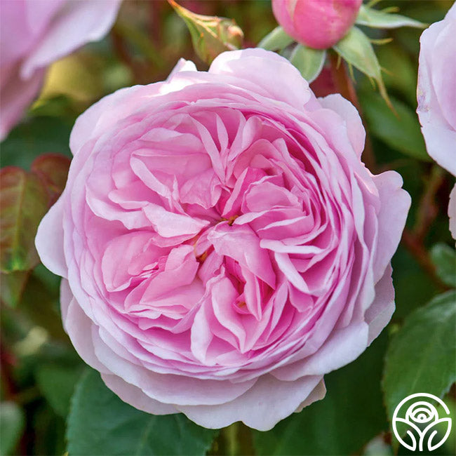 David Austin Roses Olivia Rose Austin Shrub Rose - Thumbnail 4