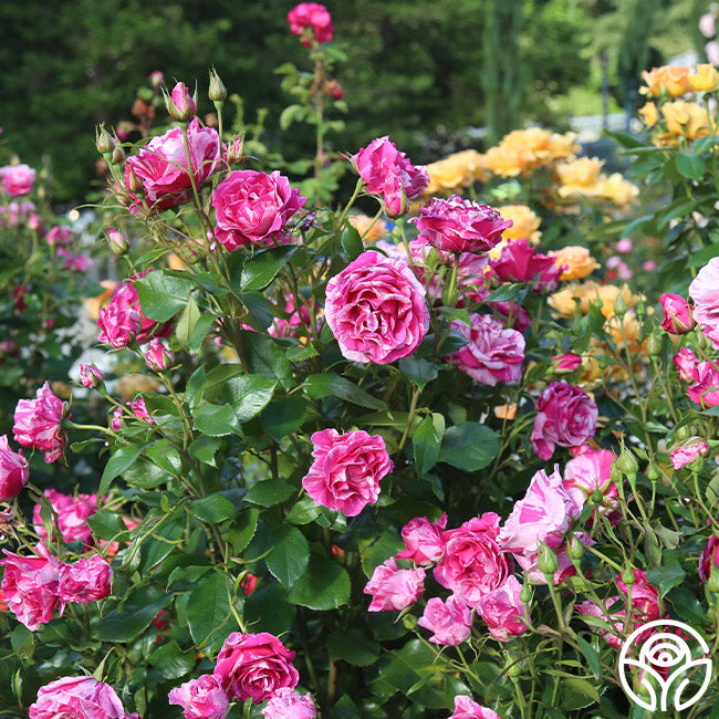 Parade Day™ – Heirloom Roses