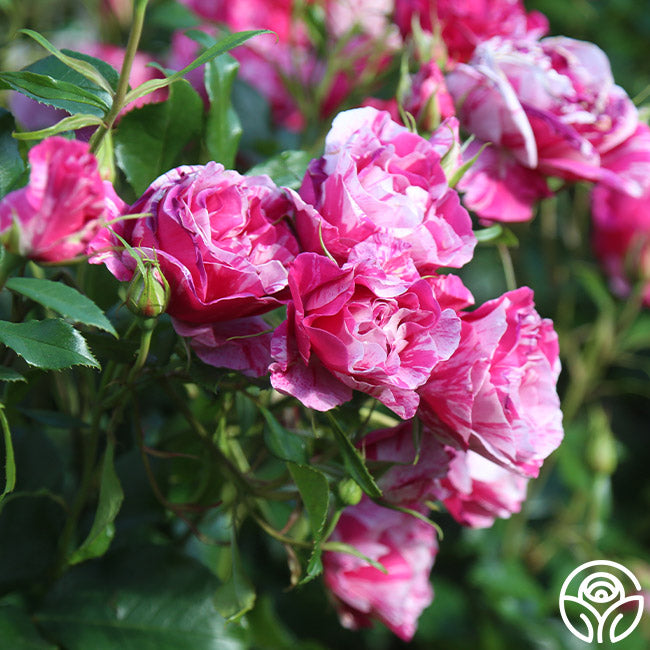 Parade Day™ – Heirloom Roses