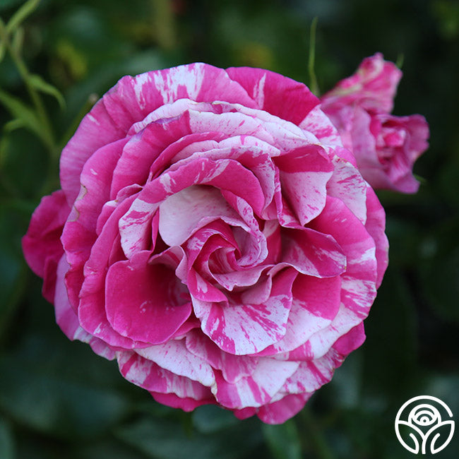 Parade Day™ – Heirloom Roses