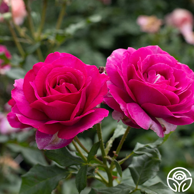 Perfume Factory Hybrid Tea Rose |Fragrant Rose Plant – Heirloom Roses