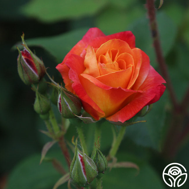 Piñata Rose - Climbing Roses - Lightly Fragrant – Heirloom Roses