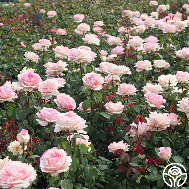 Enhanced Roses Pink Enchantment Rose - Hybrid Tea - Moderately Fragrant – Heirloom Roses