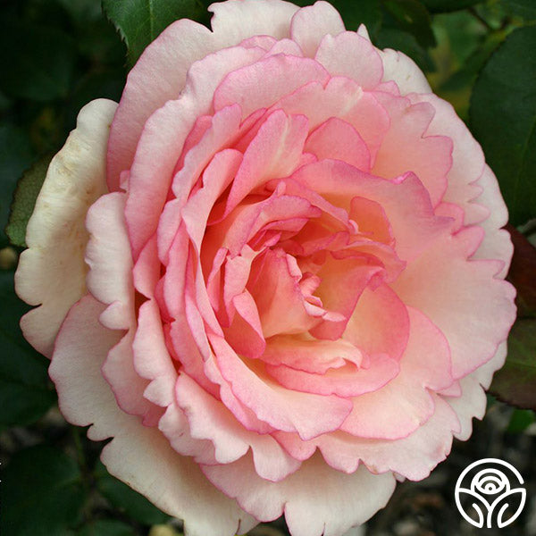 Rose Koko Loko Rose Bush – Rare Latte-Colored Floribunda Rose Plant for