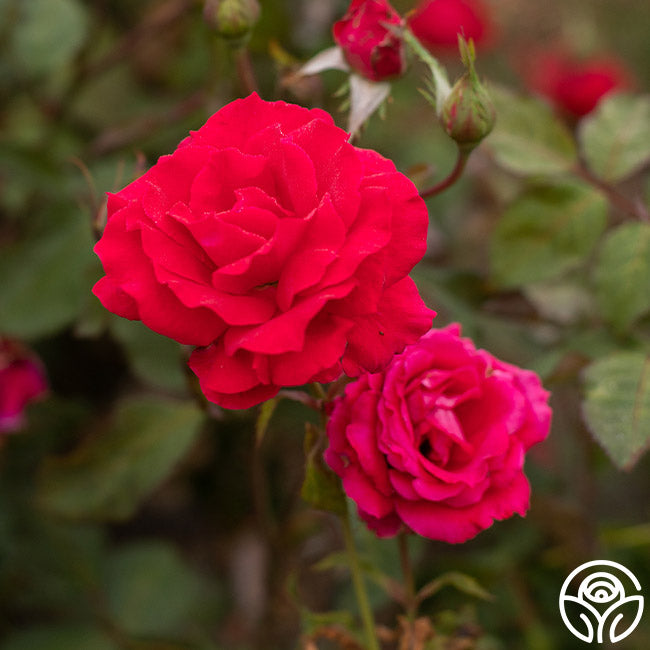 Polonaise Rose - Hardy - Lightly Fragrant – Heirloom Roses