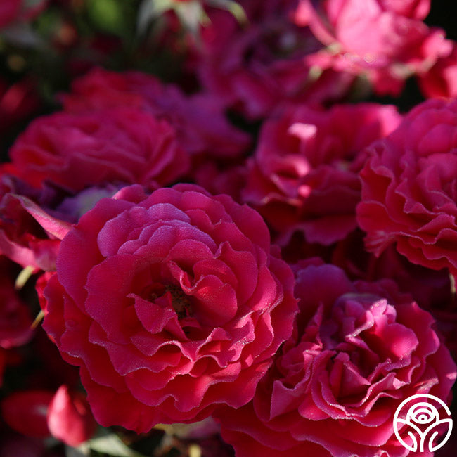 Polonaise Rose - Hardy - Lightly Fragrant – Heirloom Roses