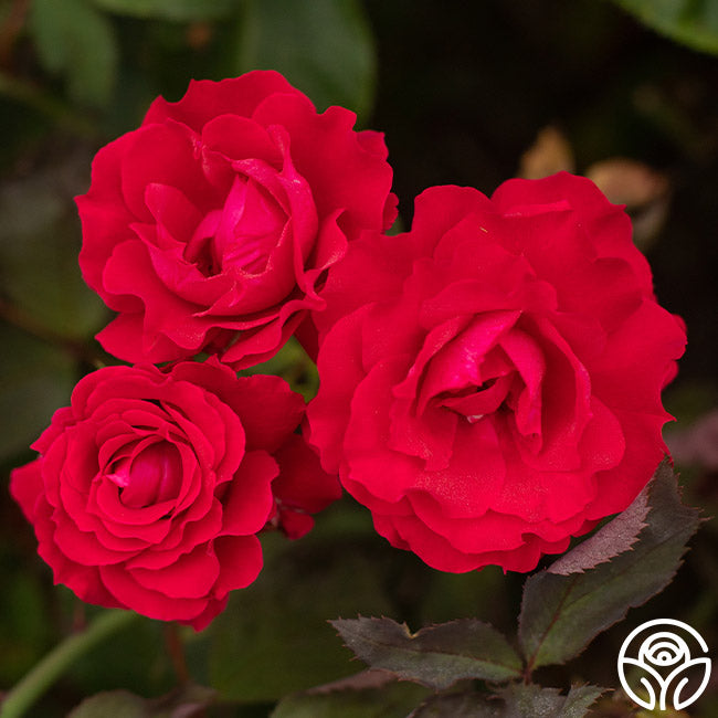 Polonaise Rose - Hardy - Lightly Fragrant – Heirloom Roses