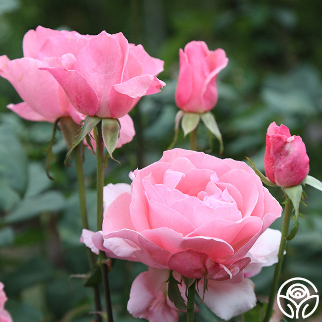 Heirloom Roses - Queen Elizabeth® Grandiflora Rose Plant - Pink Rose  Flowers 