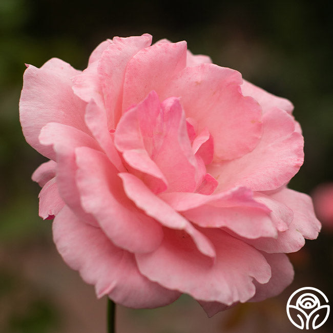 Heirloom Roses Queen Elizabeth - Thumbnail 5