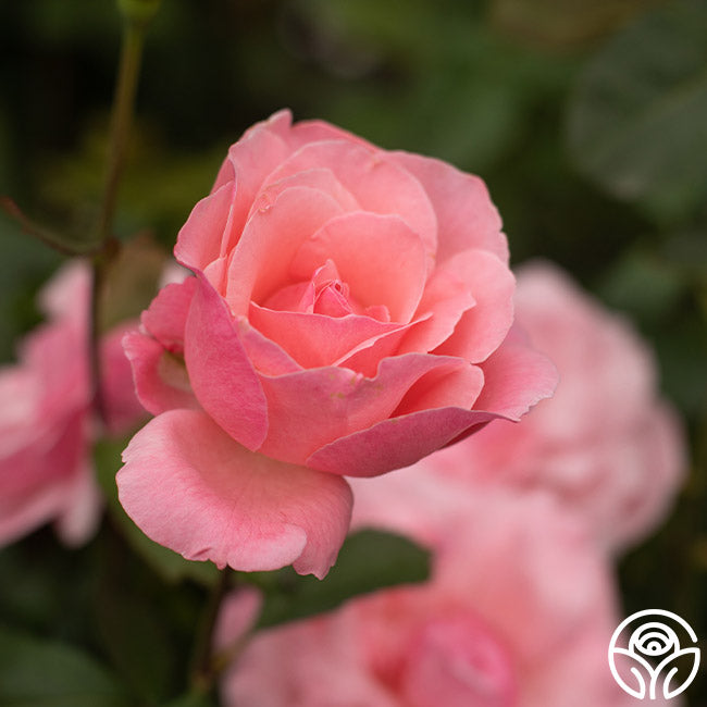 Queen Elizabeth Rose - Grandiflora - Lightly Fragrant – Heirloom Roses