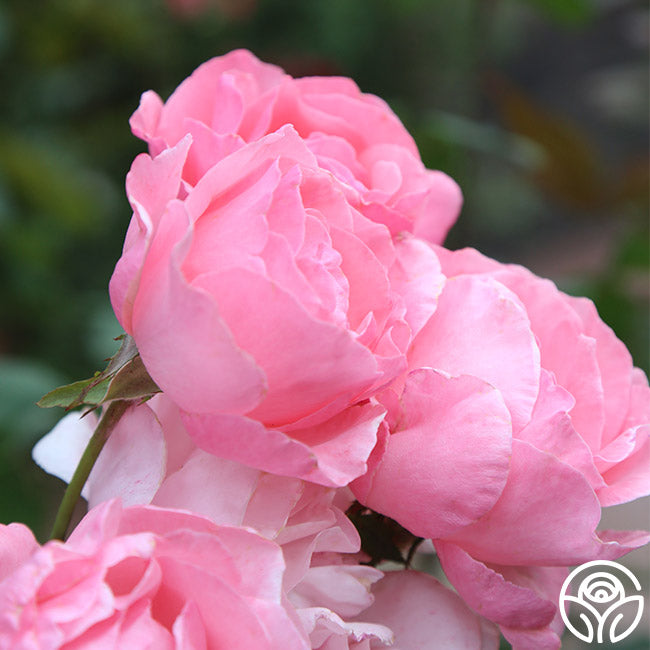 Vertrouwelijk Transformator opmerking Queen Elizabeth Rose - Grandiflora - Lightly Fragrant – Heirloom Roses