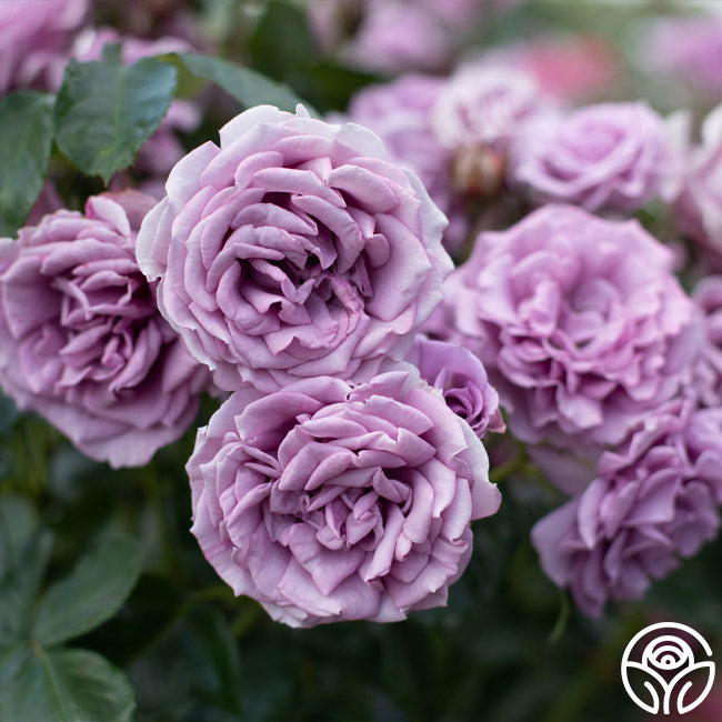 Heirloom Roses Arborose Quicksilver