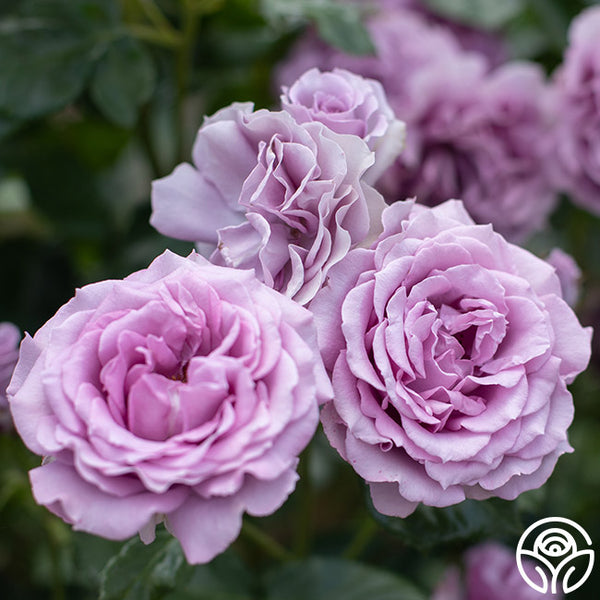 パープルローズ Arborose Quicksilver Climbing Rose | Purple Rose Plant – Heirloom