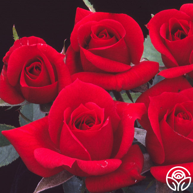 Ralph Moore – Heirloom Roses