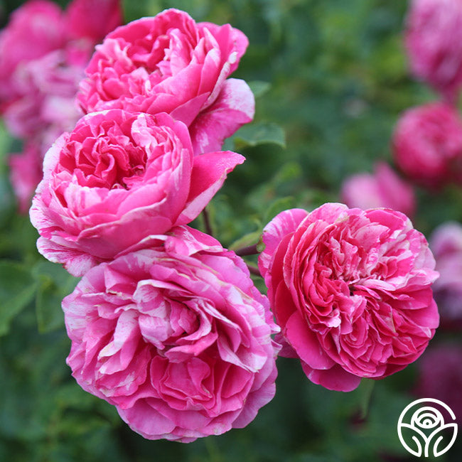 Raspberry Cream Twirl Climbing Rose | Thornless Rose Plant – Heirloom Roses