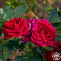 Red Beauty