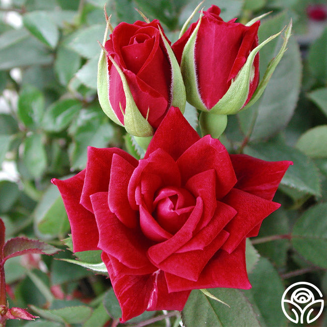 Red Scentsation – Heirloom Roses