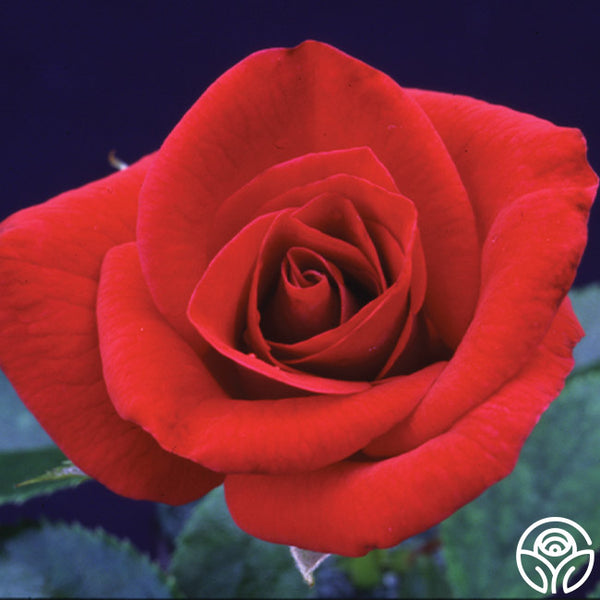 Ricky-Hendrick-1_grande.jpg?v=