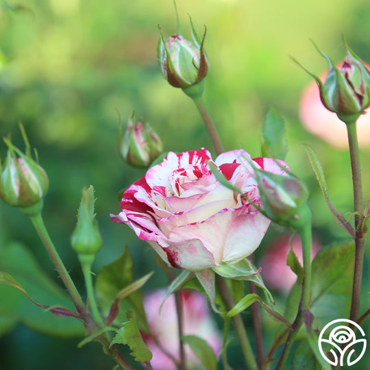 Rock & Roll Rose - Grandiflora - Very Fragrant – Heirloom Roses