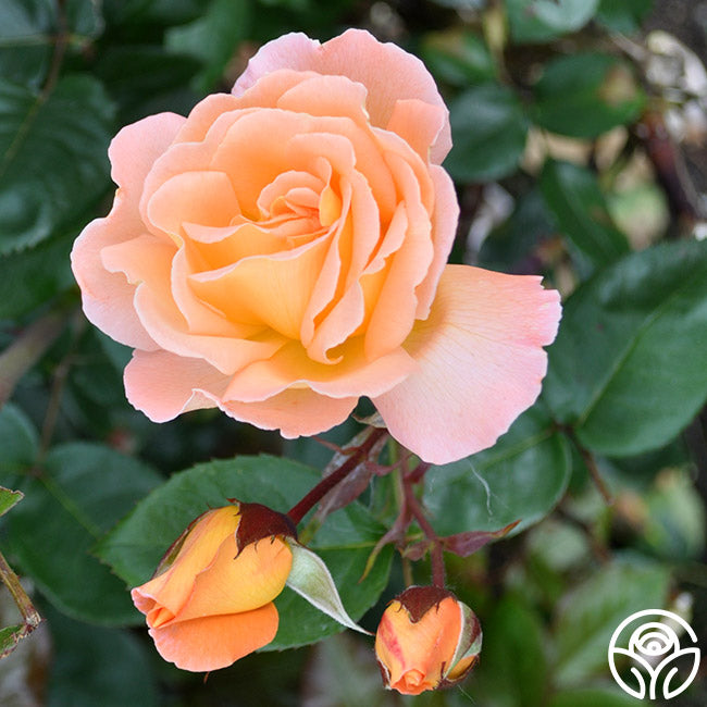 Rosemary Harkness Hybrid Tea Rose | Orange Rose Bush – Heirloom Roses