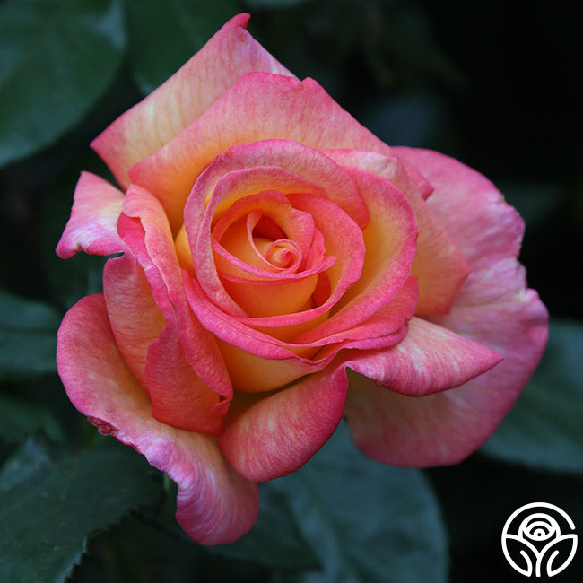 Sheila's Perfume Rose - Floribunda - Very Fragrant – Heirloom Roses