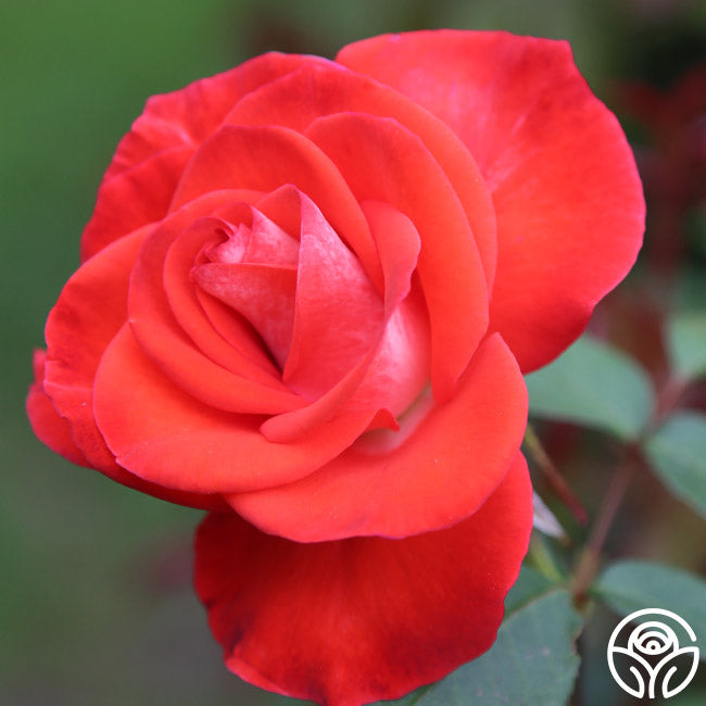 Smokey Raspberry Rose Smokin’ Hot Rose - Hybrid Tea - Moderately Fragrant – Heirloom Roses