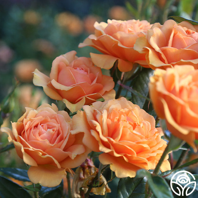 Heirloom Roses Orange Rose Bush Live Plants Heirloom Roses Orange Rose Bush Live Plants